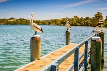 Pelicans On A Pier In Tweed Heads — Mobility Shop In Tweed Heads, NSW